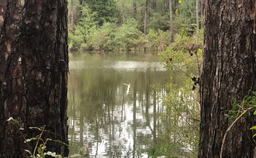 View of lake between two pine trees