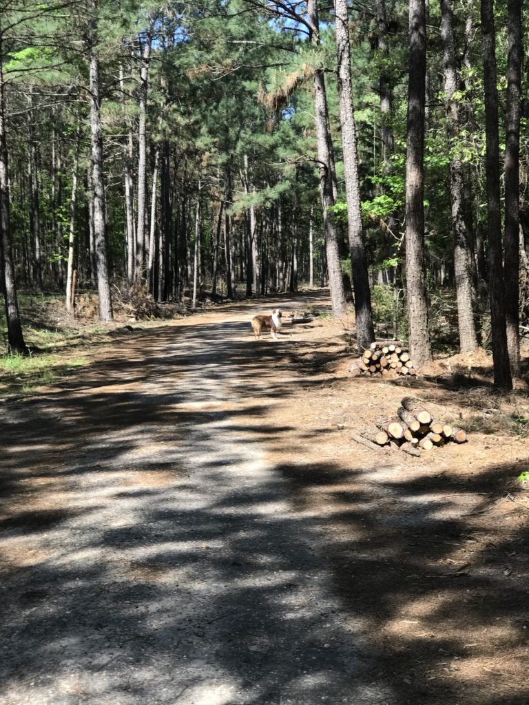 A dog walking along a forest trail where lumber has been cut and piled to the side of the trail