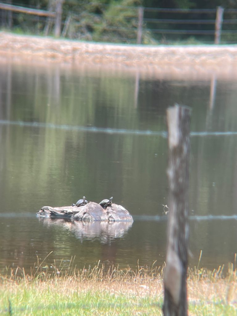 Two turtles on a rock in the middle of a pond