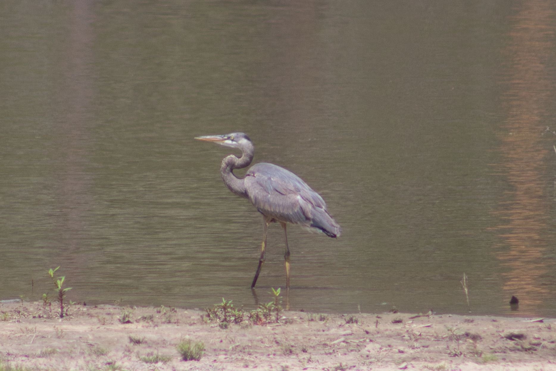 great blue heron at pond