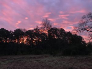 Sunrise through the pine trees