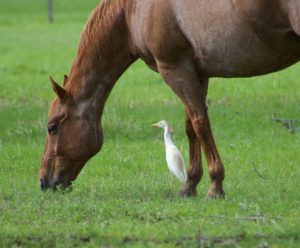 A horse grazing in a field with a cattle egret waiting for insects to be disturbed.