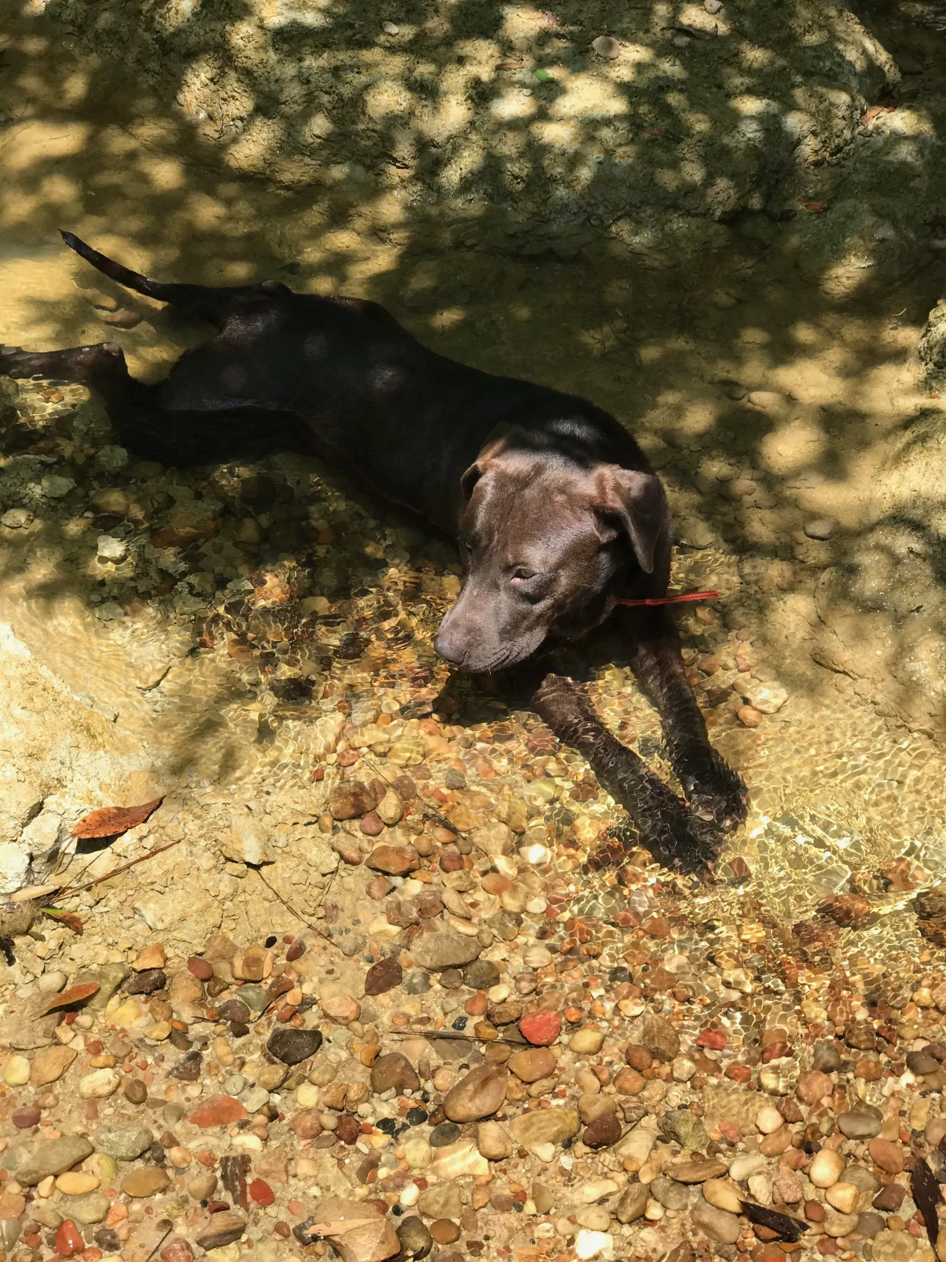 A brown dog relaxing in a stream
