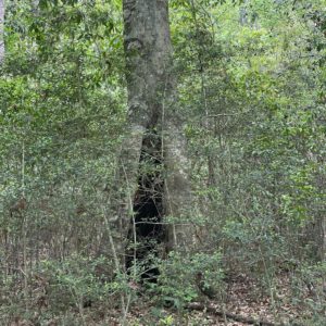 Large tree with opening in the bottom at Big Thicket Nature Preserve