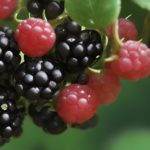 Close-up of dewberries growing in a forest