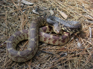 Louisiana pine snake coiled on the ground