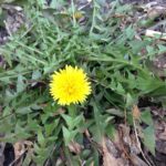 Dandelion plant