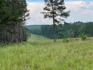 Loblolly pine trees in East Texas