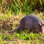 A nine-banded armadillo is a common sight in East Texas