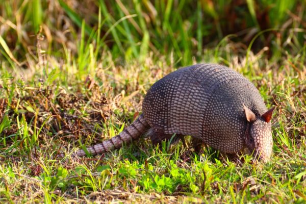 A nine-banded armadillo is a common sight in East Texas