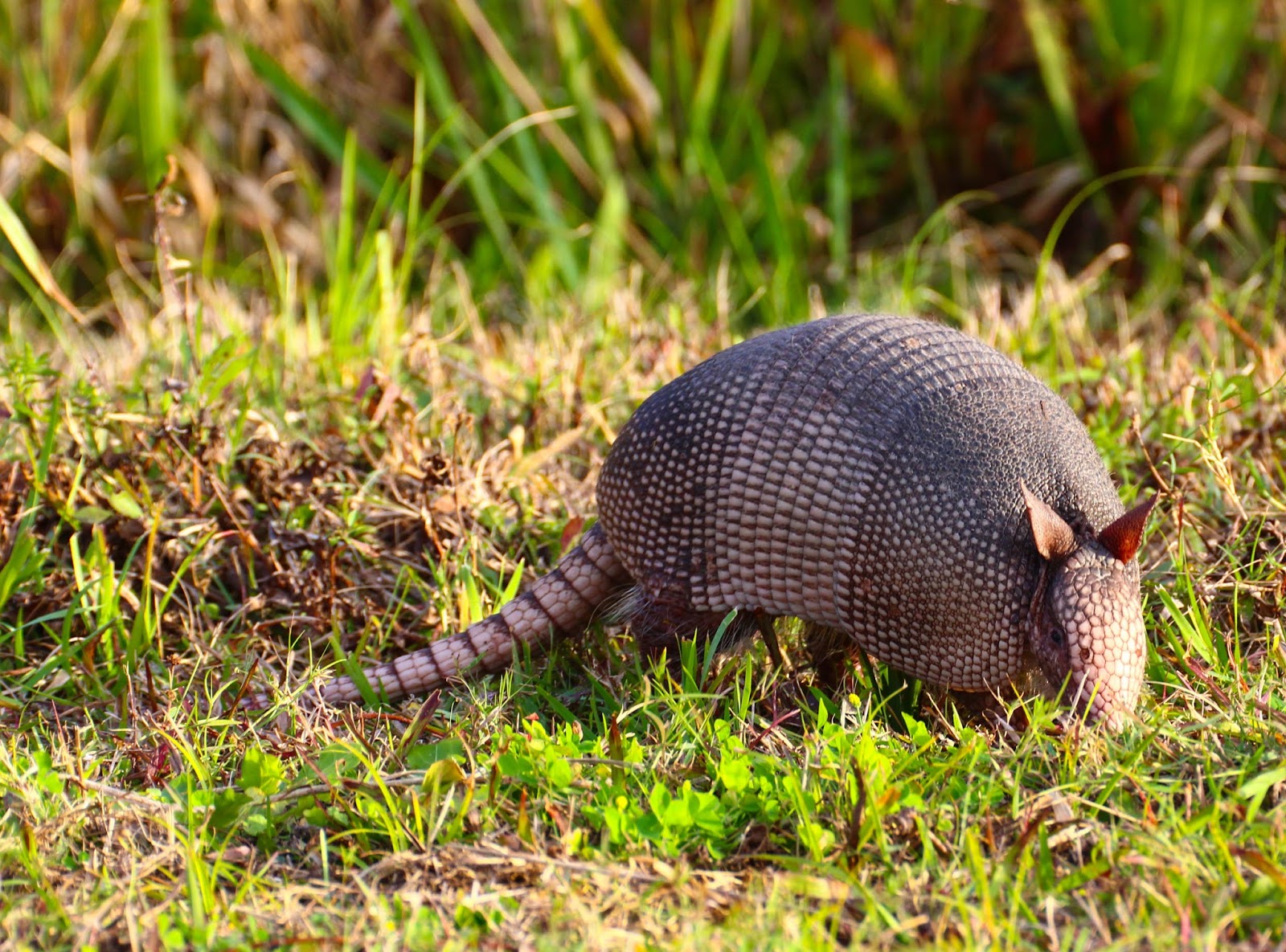 A nine-banded armadillo is a common sight in East Texas