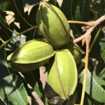 Pecans on a tree