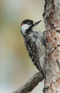 A red-cockaded woodpecker on the side of a tree