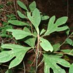 Sassafras leaves can be made into a tea