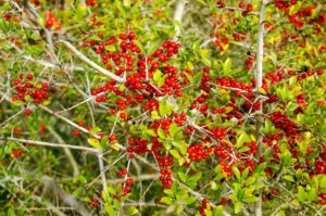 The berries of the yaupon holly