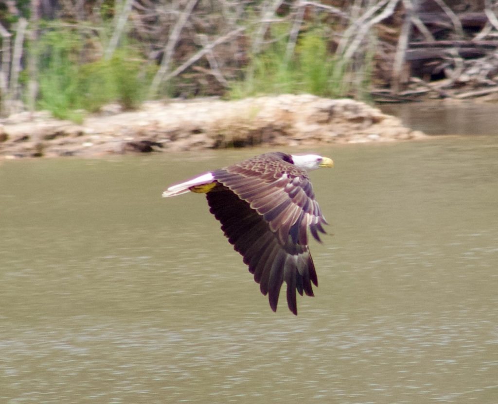 Eagle flying across lake