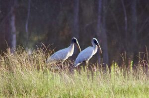 Wood storks at pond