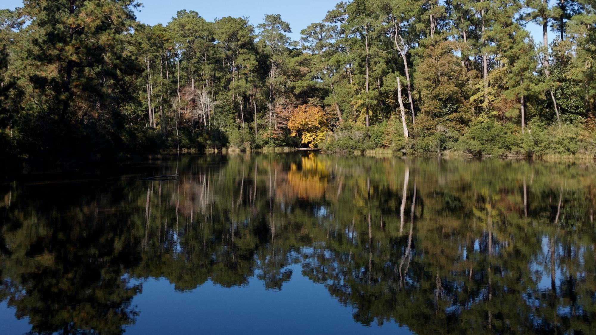 Pine woods reflected in the still water of the lake at White Wolf Hill, with one gold-leafed tree on the far bank
